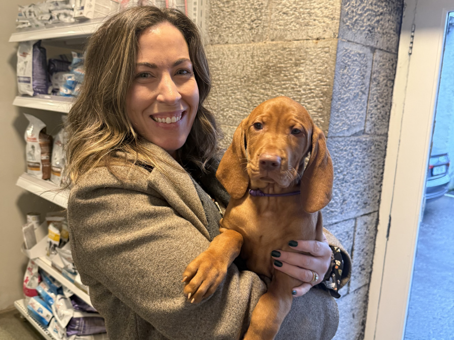 IKC Registered Hungarian Vizsla puppies – Exceptional Bloodlines 9