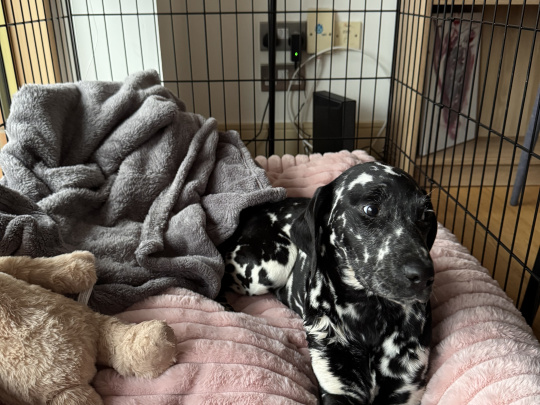 Urgent, Female Dalmatian puppy