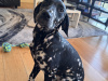 Urgent, Female Dalmatian puppy 2