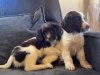 Springer spaniel puppies 2