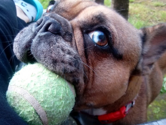 Blue Merle French bulldog X Bullmastif