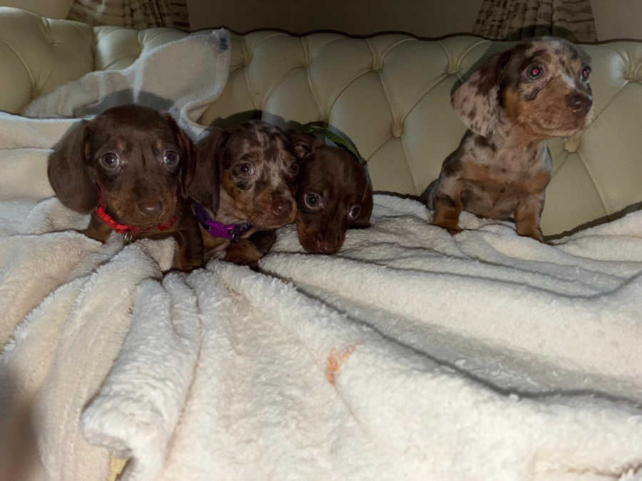 Dachshund puppies ikc 2