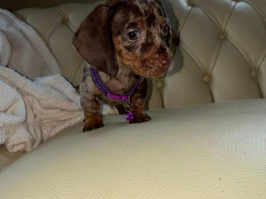 Dachshund puppies ikc 7