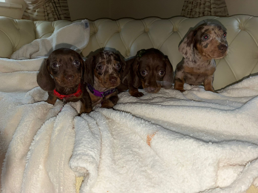 Dachshund puppies ikc 3