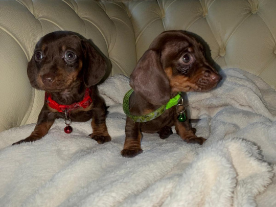 Dachshund puppies ikc