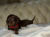 Dachshund puppies ikc 5
