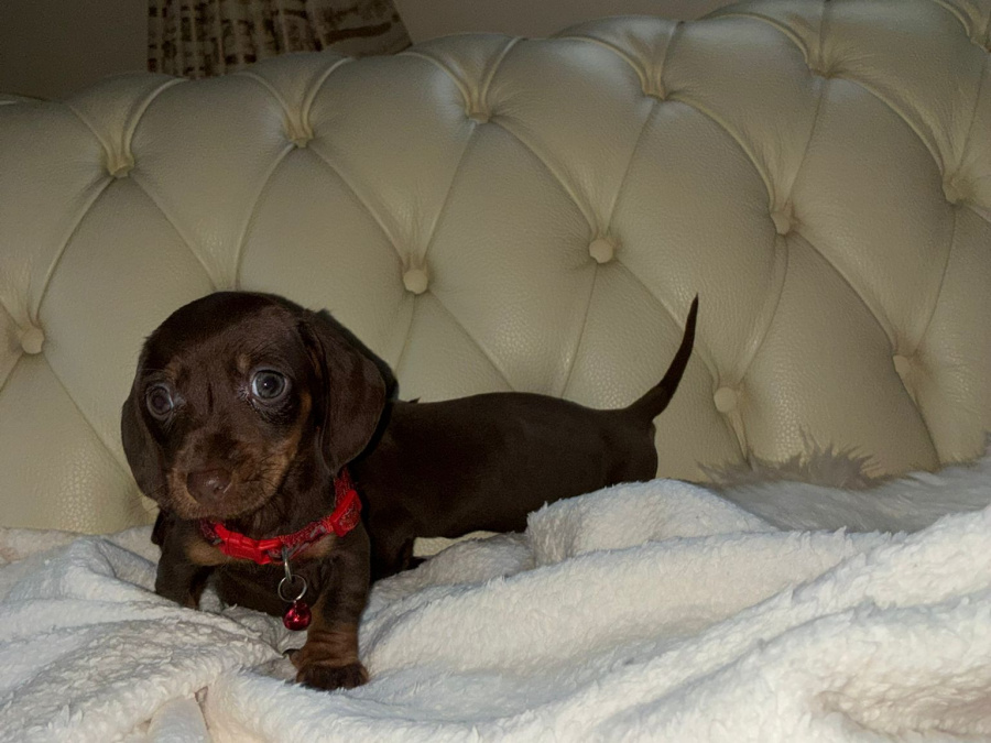 Dachshund puppies ikc 5
