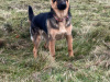 Looking to rehome beautiful Maggie 1