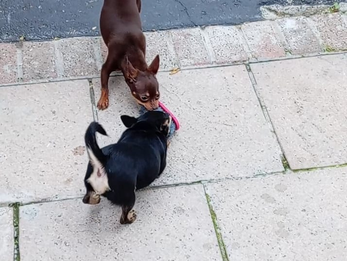 Beautiful chihuahuas 3