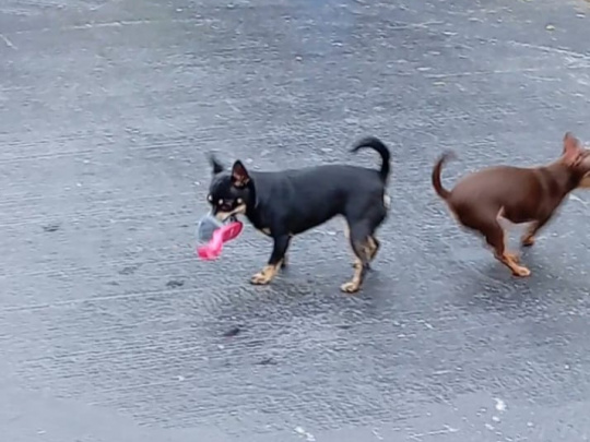 Beautiful chihuahuas