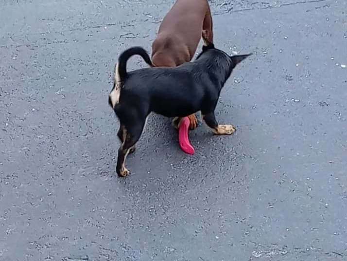 Beautiful chihuahuas 2