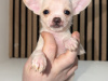Purebred teacup chihuahua for sale 2