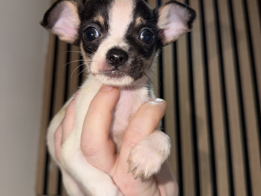 Purebred teacup chihuahua for sale 4