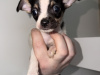 Purebred teacup chihuahua for sale 3