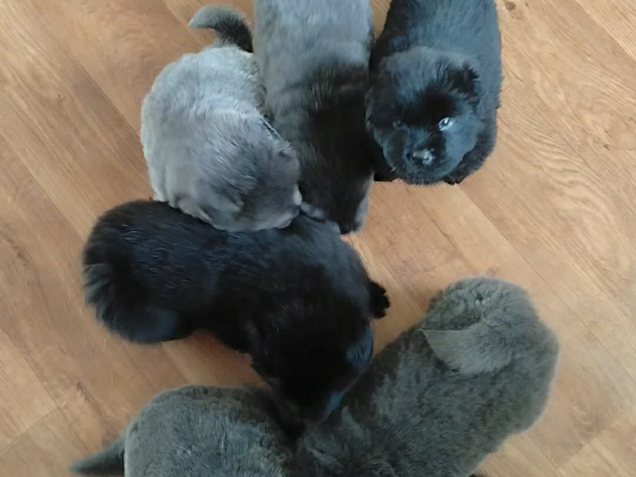 Chow chow puppies 3