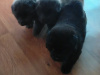 Chow chow puppies 1