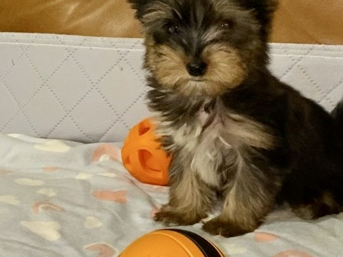 Cute black/gold Yorkshire terrier boy 4