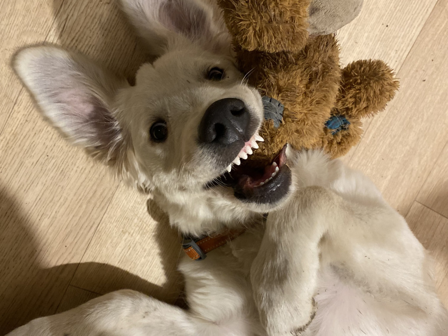 Golden Retriever Puppy – 8 Months, Pedigree, Microchipped & Vaccinated 9