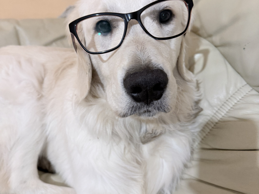 Golden Retriever Puppy – 8 Months, Pedigree, Microchipped & Vaccinated 10