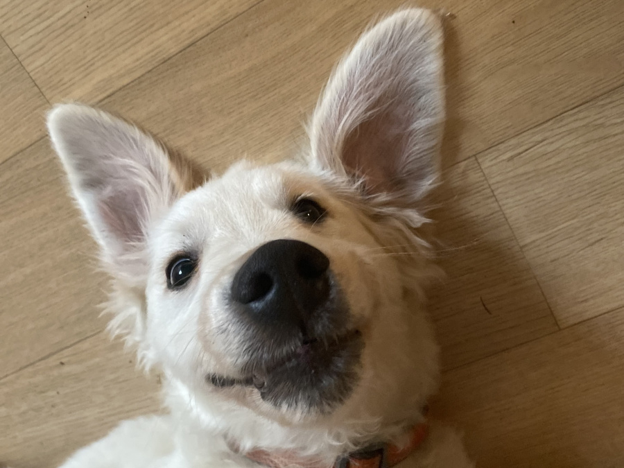 Golden Retriever Puppy – 8 Months, Pedigree, Microchipped & Vaccinated 7