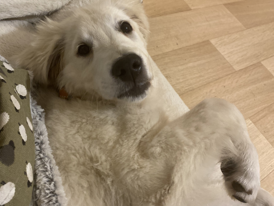 Golden Retriever Puppy – 8 Months, Pedigree, Microchipped & Vaccinated 8