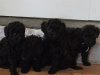 Poodle for sale in Donegal - photo 7
