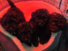 Poodle for sale in Donegal - photo 5
