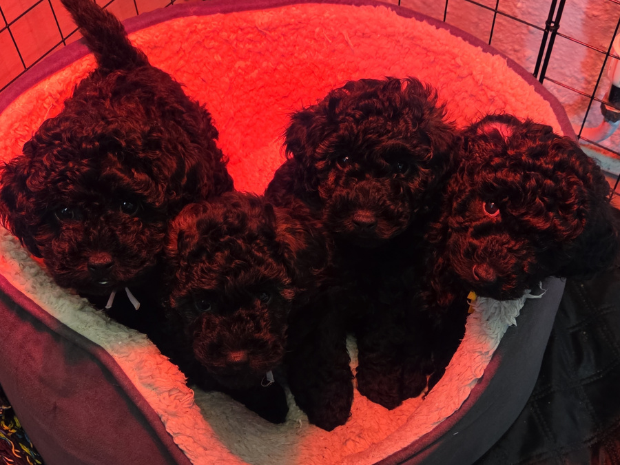 Poodle for sale in Donegal - photo 5