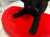 Poodle for sale in Donegal - photo 1