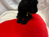 Poodle for sale in Donegal - photo 2