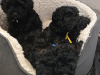 Poodle for sale in Donegal - photo 6
