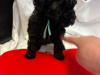 Poodle for sale in Donegal - photo 3