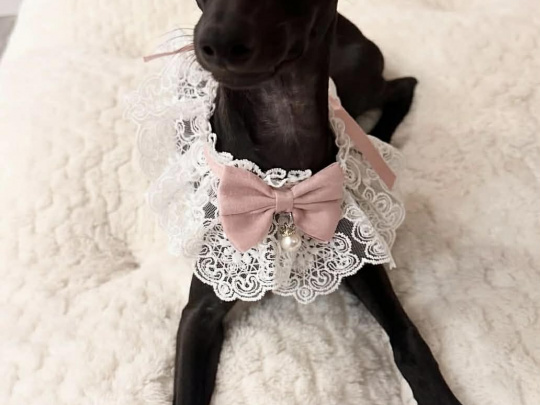 Petite Italian greyhound pups