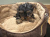 Miniature Yorkshire terrier pups for sale 3