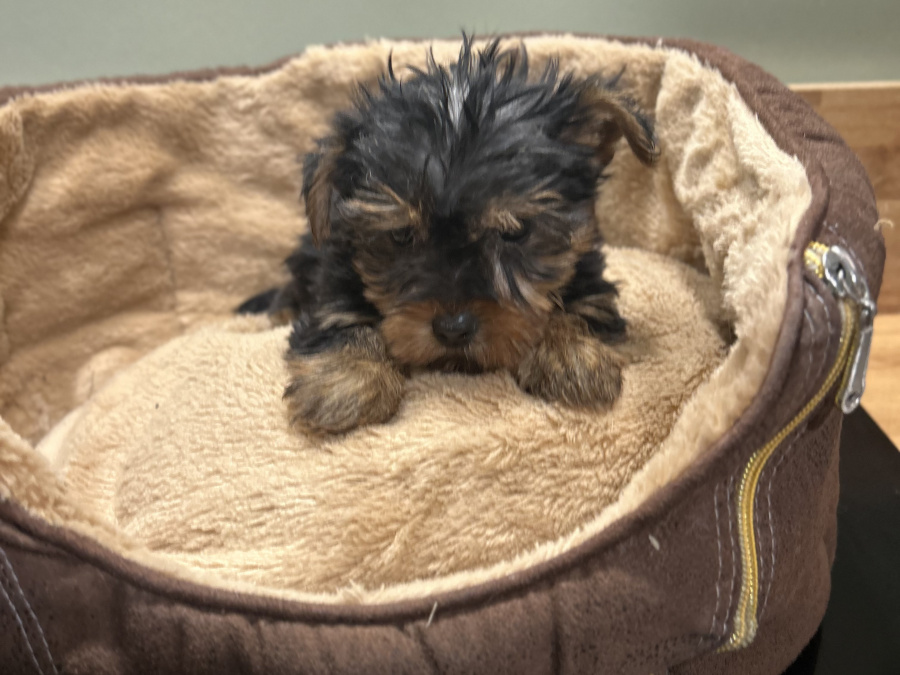 Miniature Yorkshire terrier pups for sale 3