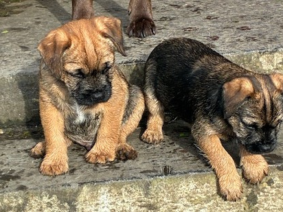 Beautiful Pedigree Male Border Terrier Pups 4