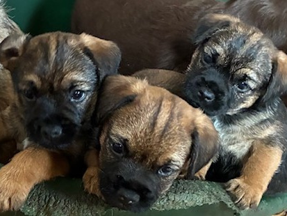 Beautiful Pedigree Male Border Terrier Pups 1