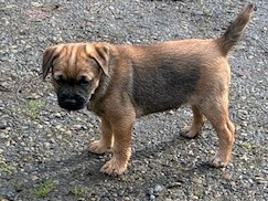 Beautiful Pedigree Male Border Terrier Pups 2