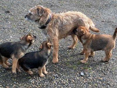Beautiful Pedigree Male Border Terrier Pups 3
