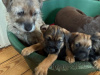 Beautiful Pedigree Male Border Terrier Pups 7