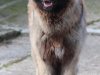 Rare and beautiful ESTRELA MOUNTAIN DOGS. 1