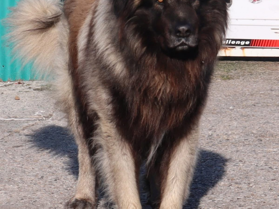 Rare and beautiful ESTRELA MOUNTAIN DOGS. 2