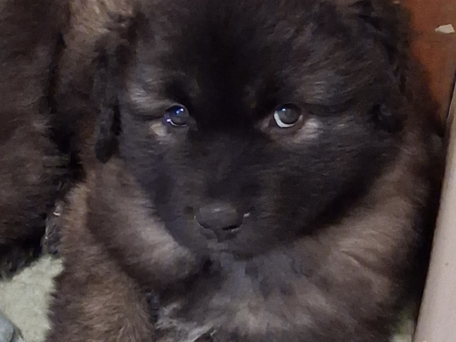 Rare and beautiful ESTRELA MOUNTAIN DOGS. 3