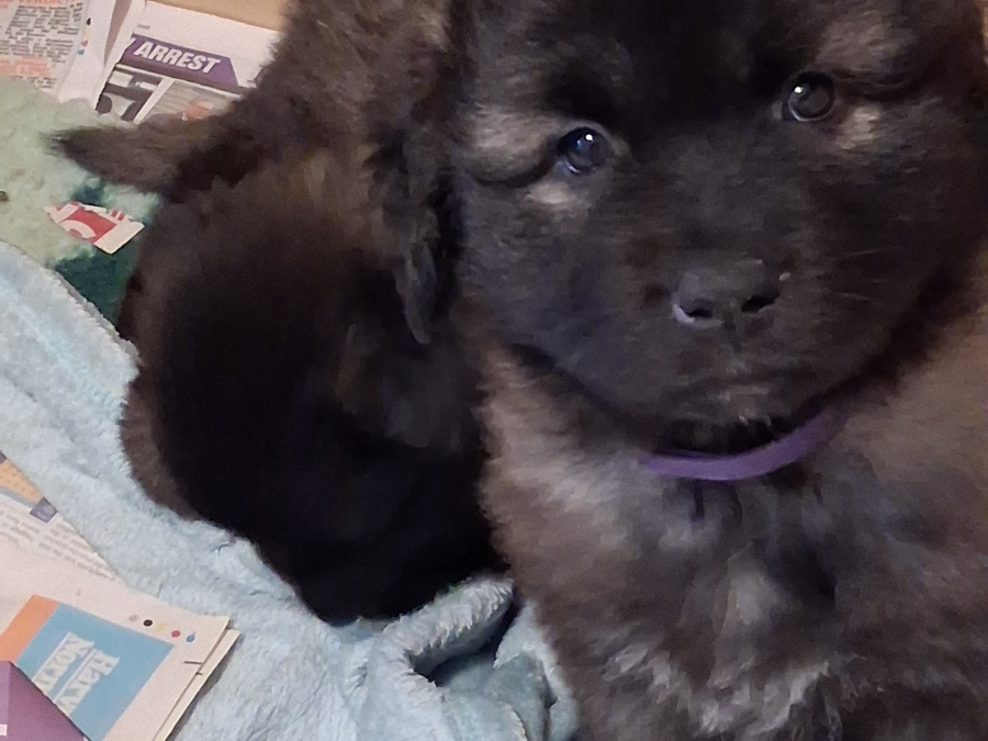 Rare and beautiful ESTRELA MOUNTAIN DOGS. 5