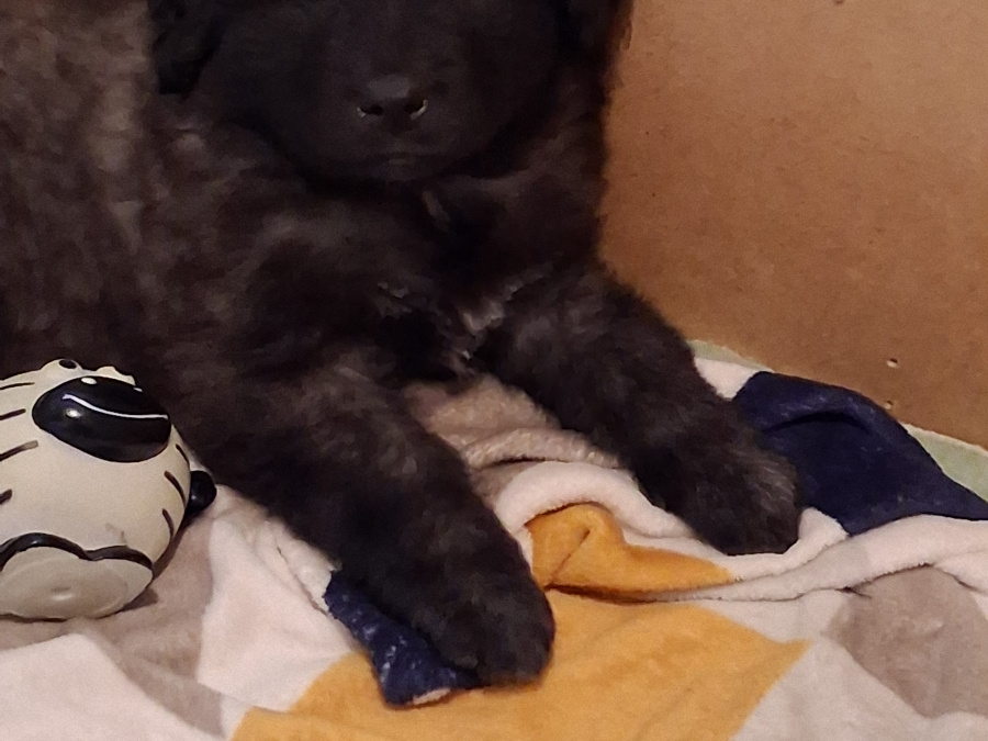 Rare and beautiful ESTRELA MOUNTAIN DOGS. 4