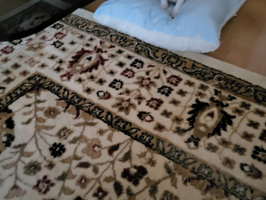 Full breed chihuahua pup 1