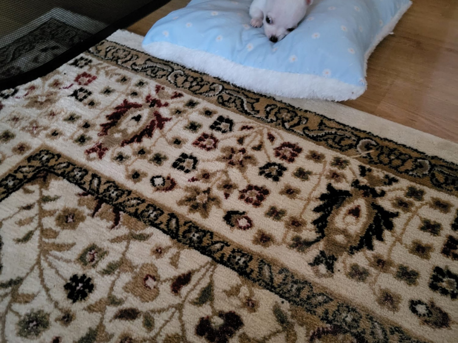 Full breed chihuahua pup 3