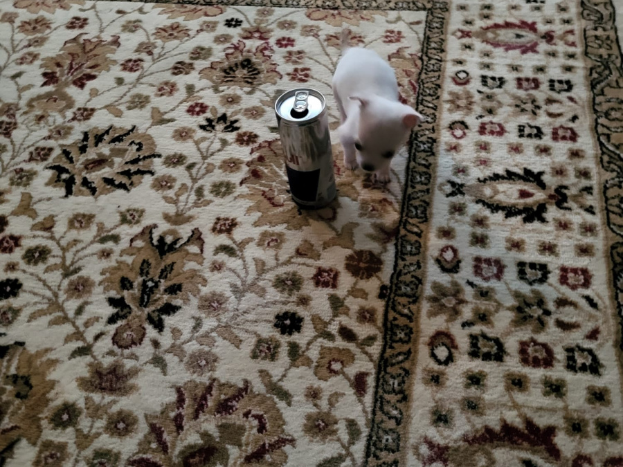 Full breed chihuahua pup 5