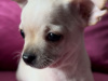 White Chihuahua puppies 1