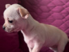 White Chihuahua puppies 3